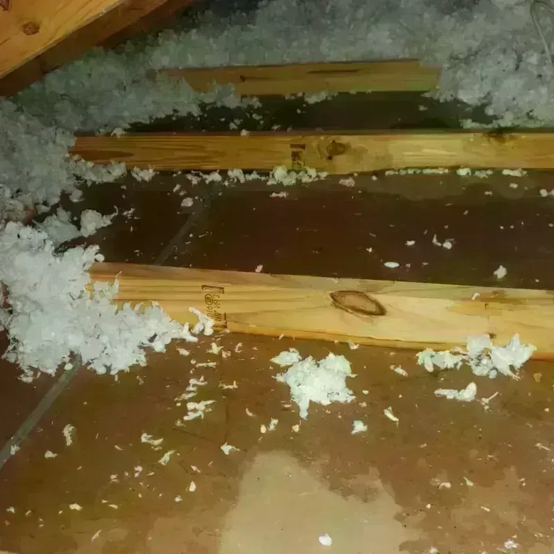 Attic Water Damage in Bellair-Meadowbrook Terrace, FL